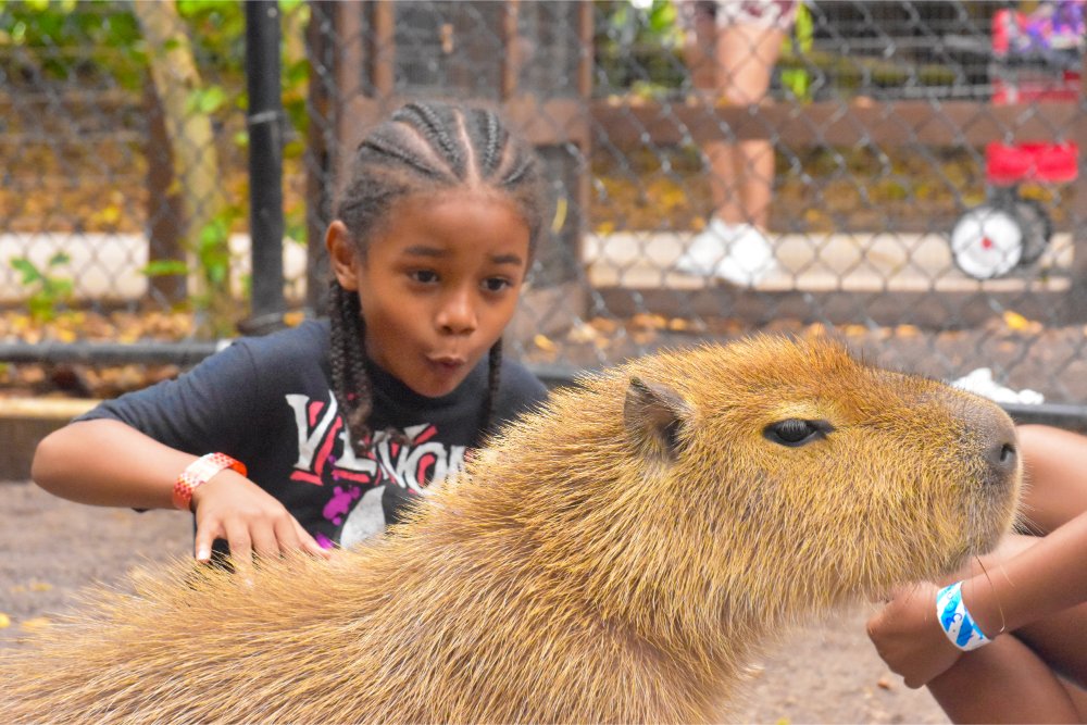 Capybara Encounter